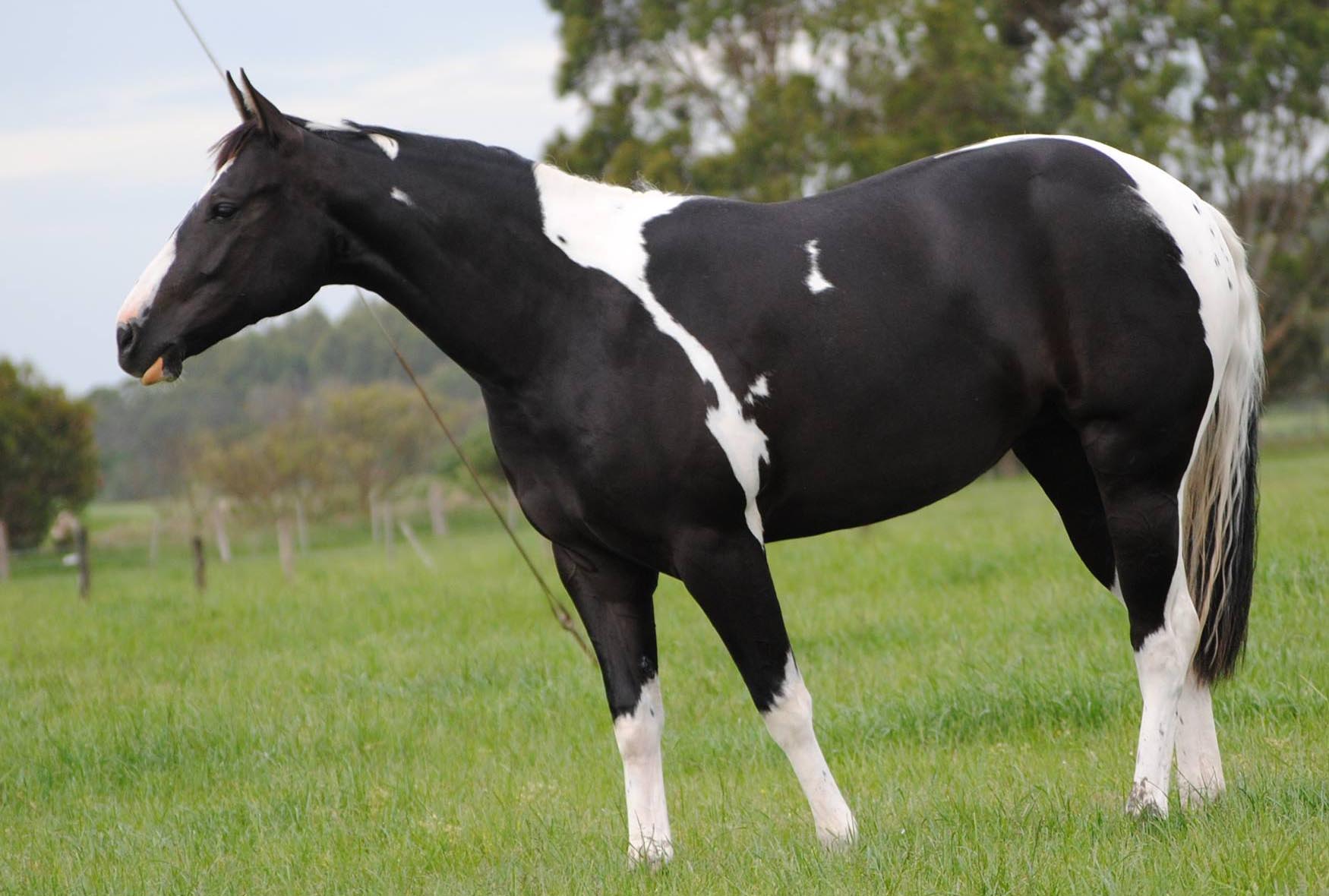 Greenbanks Paint Horses - Coloured Stallion